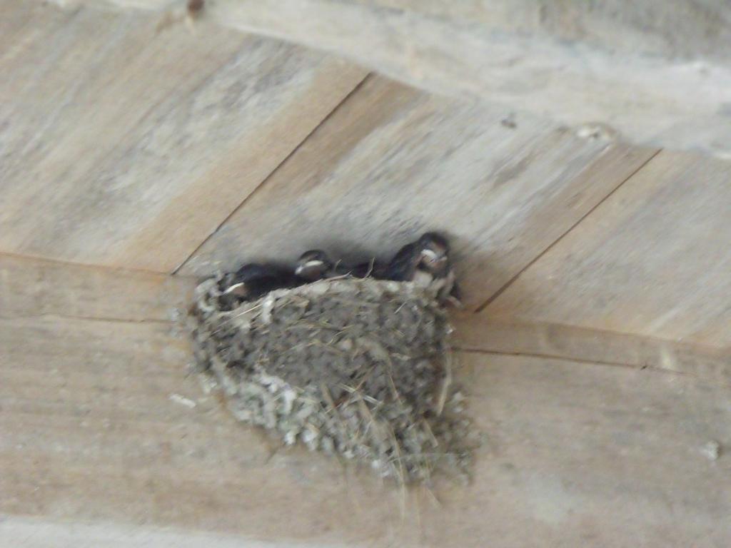 Aujac  Les Cygnes Noirs B&B 외부 사진